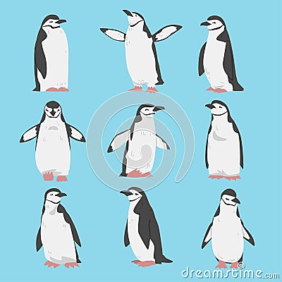 Chinstrap Penguin as Aquatic Flightless Bird with Flippers for Swimming Vector Set Vector Illustration