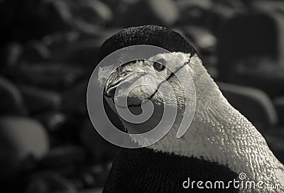 Chinstrap Penguin, Paulet island, Stock Photo