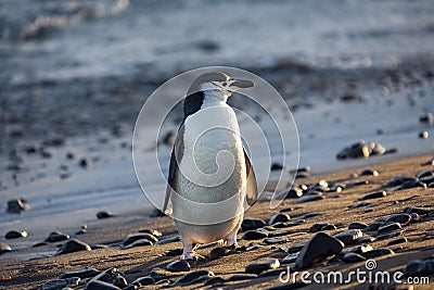 Chinstrap Penguin - South Shetland Islands - Antarctica Stock Photo