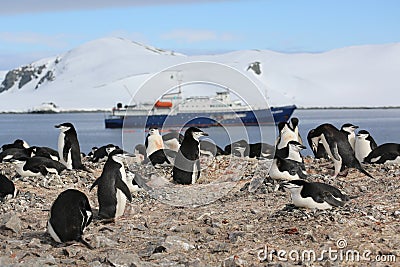 Chinstrap penguin rookery in Antarctica Stock Photo