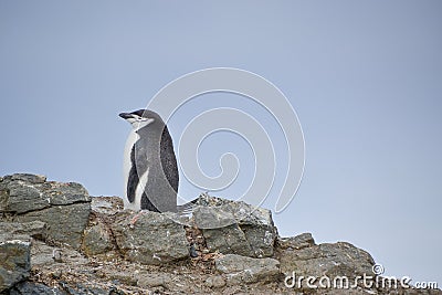 Chinstrap penguin standing on the hillside Stock Photo