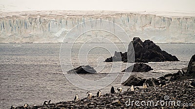 Chinstrap Penguins ad huge iceberg on Half Moon island in Antarctica. Stock Photo
