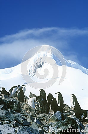 Chinstrap penguins (Pygoscelis antarctica) on Half Moon Island, Bransfield Strait, Antarctica Stock Photo