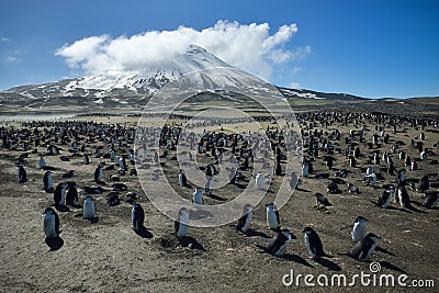 Chinstrap Penguins on Zavodovski Island Stock Photo