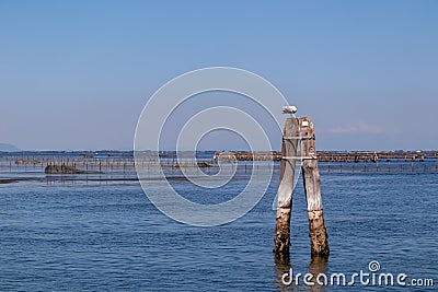 Chioggia - Seagull sitting on wooden pole with scenic view over Venetian lagoon in Venice Stock Photo