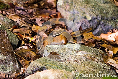 Chipmuck ground-squirrel between yellow leaves and rocks with some bright green fresh imps. Spring. Closeup. Stock Photo