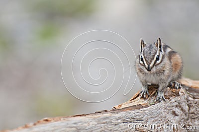 Chipmunk Stock Photo