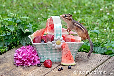 Chipmunk and basket of summer fruit Stock Photo