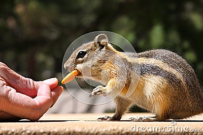 Chipmunk Being Fed Stock Photo