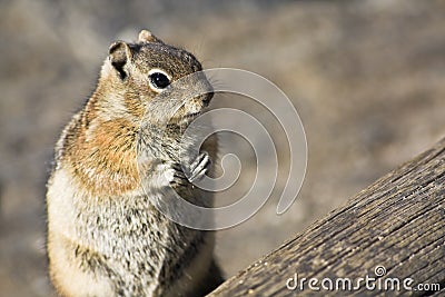 Chipmunk closeup Stock Photo