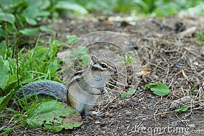 A chipmunk stands on a walkway and looks with curiosity. Stock Photo