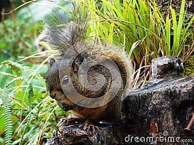 CHIPMUNK IN COSTA RICA VOLCAN AREA Stock Photo