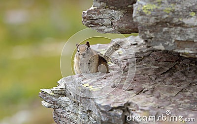 Chipmunk Stock Photo