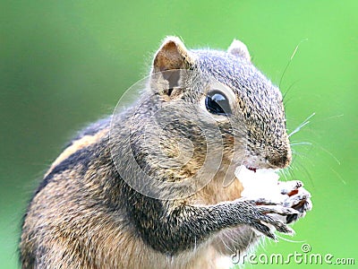 Chipmunk eating Stock Photo