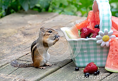 Chipmunk with fresh fruit in a basket Stock Photo