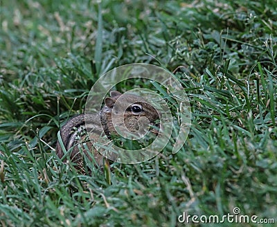 Chipmunk in the Grass with Eating Stock Photo