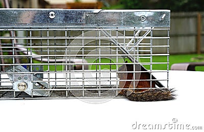 Chipmunk in live trap is frequent detainee Stock Photo