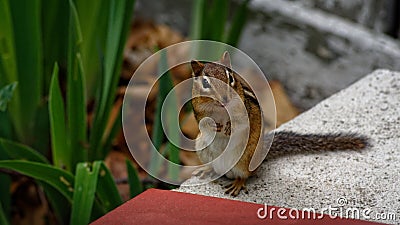 A Chipmunk look tentatively at camera Stock Photo