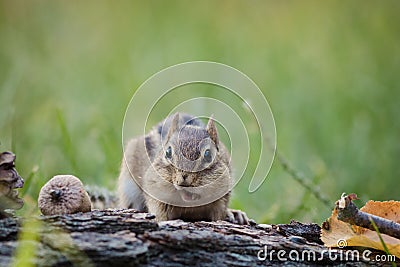 Chipmunk looks straight ahead in a woodland autumn scene Stock Photo