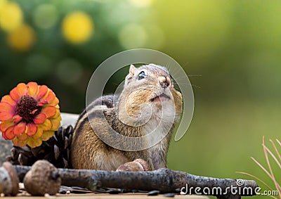 Chipmunk looks up with cheeks filled n an Autumn seasonal scene with room for text above Stock Photo