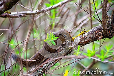 A chipmunk or palm squirrel sits on a tree branch. Sri Lanka Stock Photo