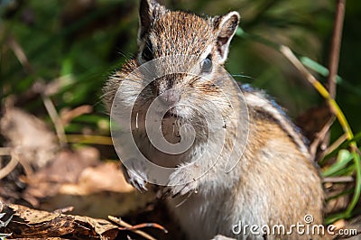 Chipmunk portrait nice Stock Photo