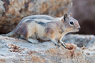 Chipmunk on rock near Gibbon Falls in Yellowstone National Park in Wyoming USA Stock Photo