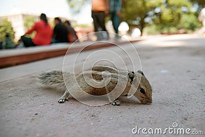 Chipmunk in the park Stock Photo