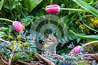 Chipmunk with spring tulips in a garden Stock Photo