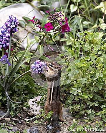 Chipmunk stock photos.Chipmunk close-up profile view smelling a wildflower displaying body, head, ears, eye, paws, tail in its Stock Photo
