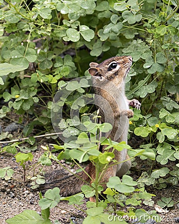 Chipmunk stock photos. Close-up standing on its back legs with a side profile view.Picture. Portrait. Image. Stock Photo