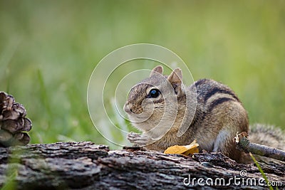 Chipmunk is stuffing cheeks in a woodland Fall seasonal scene Stock Photo