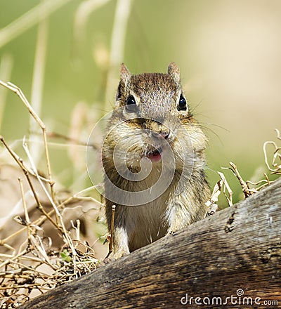 Funny Chipmunk Stuffs It's cheeks Stock Photo