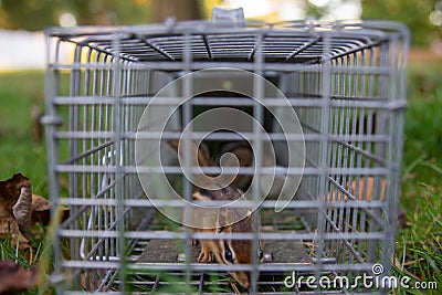 Chipmunks in a Trap Closeup Stock Photo