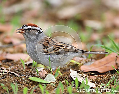 Chipping Sparrow Stock Photo