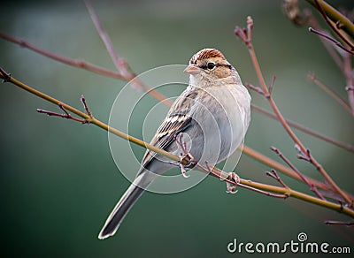 Chipping Sparrow Stock Photo