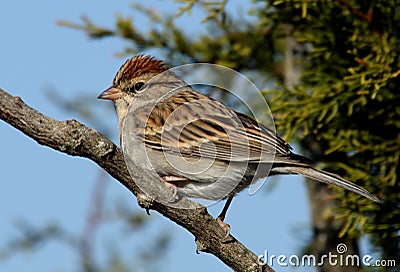 Chipping Sparrow Stock Photo