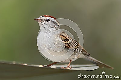 Chipping Sparrow Stock Photo