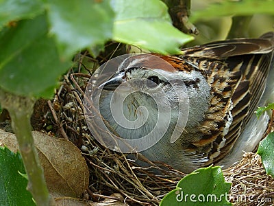 Chipping Sparrow On Her Nest Stock Photo