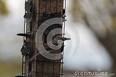 Chipping Sparrow on Metal Caged Bird Feeder Stock Photo