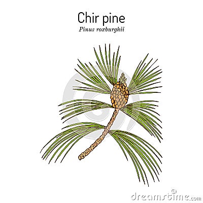 Chir pine Pinus roxburghii , medicinal plant Vector Illustration