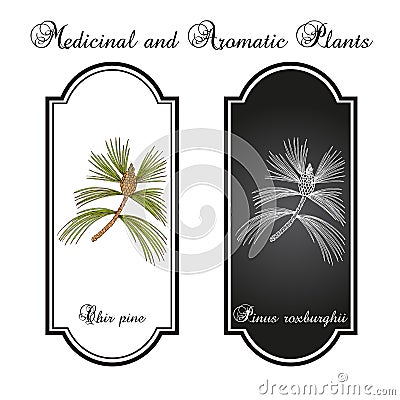 Chir pine Pinus roxburghii , medicinal plant Cartoon Illustration