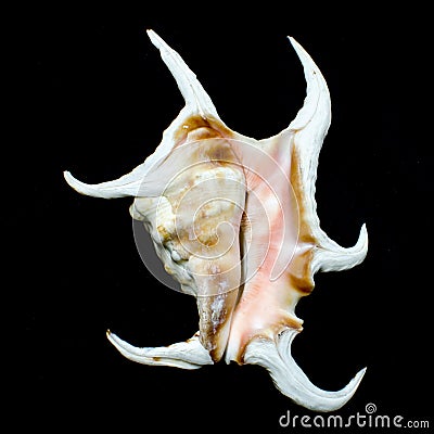 Chiragra spider conch seashell Stock Photo