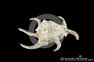 Chiragra Spider Conch shell Stock Photo