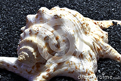 Chiragra Spider Conch Shell close up Stock Photo