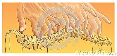 Chiropractic Vector Illustration