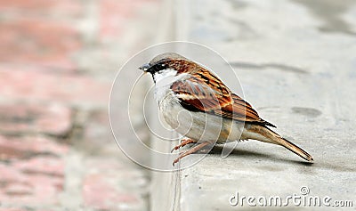 Chirping bird Stock Photo