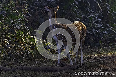 Chital or cheetal, also known as spotted deer or axis deer female in Jim Corbett National Park, India Stock Photo