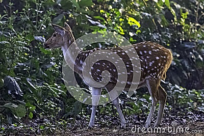 Chital or cheetal, also known as spotted deer or axis deer female in Jim Corbett National Park, India Stock Photo