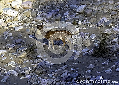 Chital or cheetal, also known as spotted deer or axis deer female on the rocks in Jim Corbett National Park, India Stock Photo